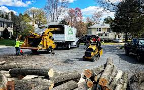 Newtown, PA Tree Removal Services Company